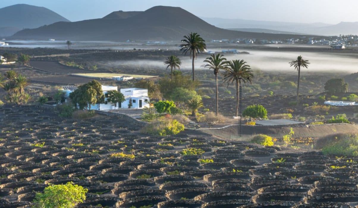 La Geria (Wine Region)